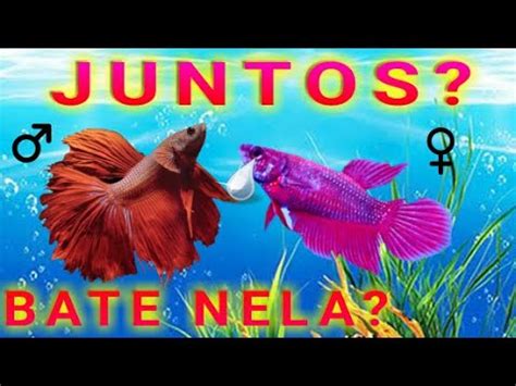 pode colocar dois betas juntos - Descubra quando não deixar dois peixes bettas no 